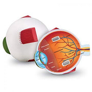 Eye: Cross Section Human Eye Model